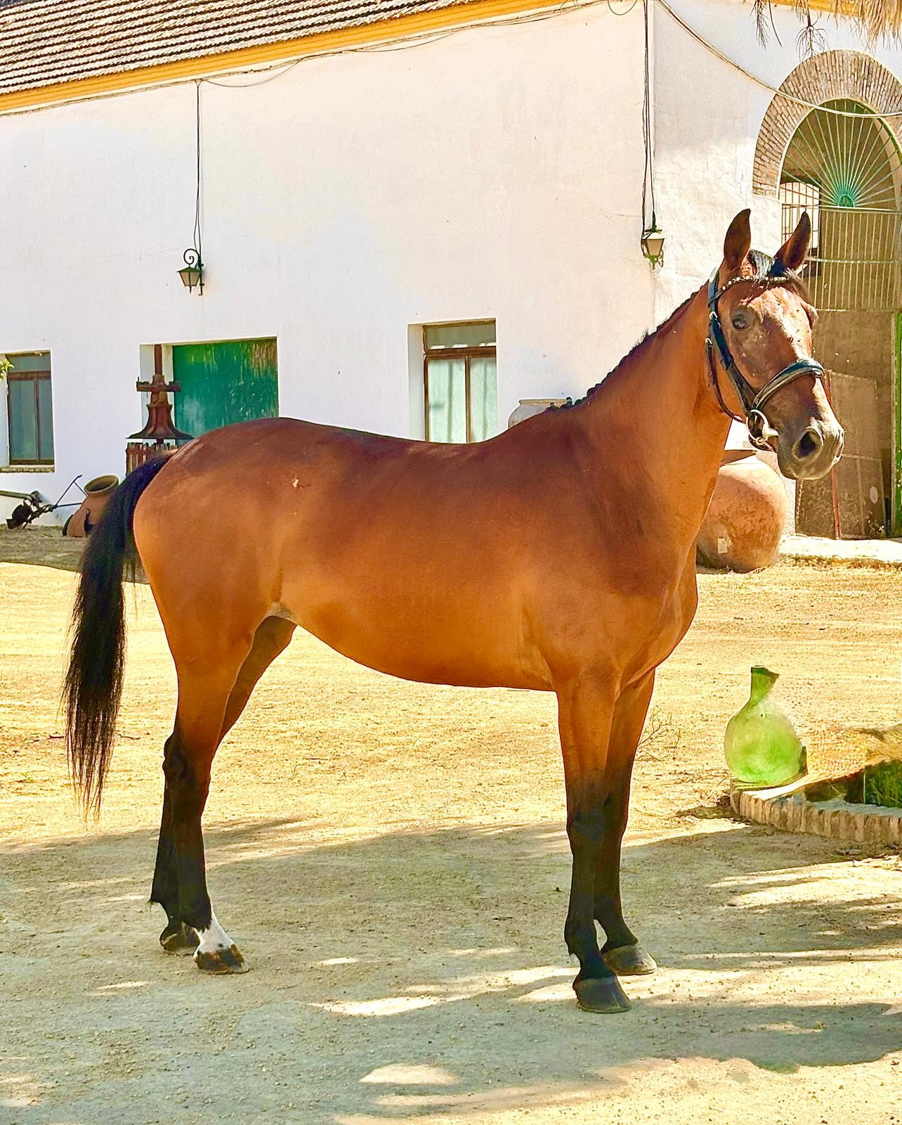 horse